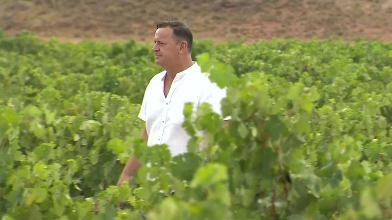 Las altas temperaturas aceleran la maduración de las uvas - Noticias Aragón | Ver