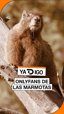 YaTDigo - YaTDigo: OnlyFans de las marmotas - 29/08/26