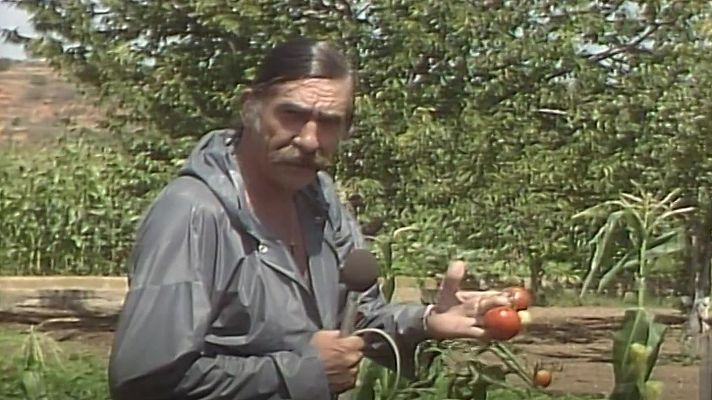 Telediario 2 - La Tomatina que viralizó un Informe Semanal hace más de 40 años