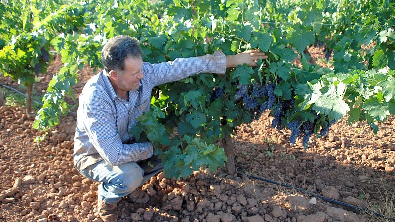 Los viticultores de Valdepeñas deciden parar la vendimia por el elevado coste de producción