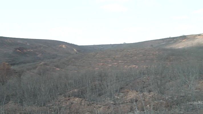 Noticias Aragón - Planifican cómo gestionar el monte y qué especies se pueden regenerar después de un incendio