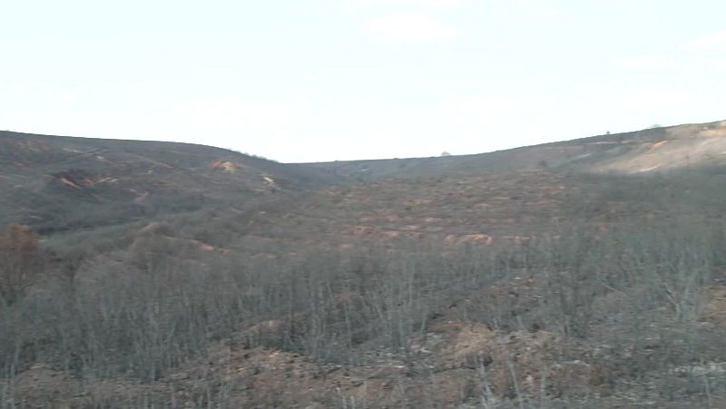 Paisaje natural devastado por un incendio, con colinas oscuras, árboles sin hojas y suelo carbonizado bajo un cielo pálido.