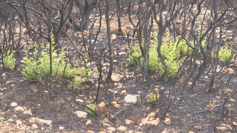Paisaje post-incendio con troncos carbonizados y brotes verdes de nueva vegetación emergiendo del suelo oscuro y ceniciento.