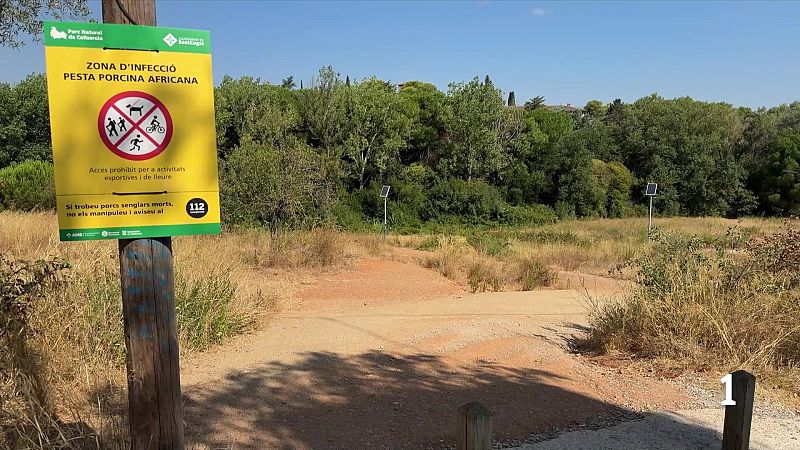 Restriccions per la pesta porcina frenen la gestió forestal a Collserola
