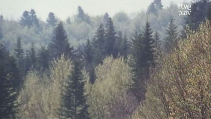 Paisaje boscoso denso con �rboles de hoja perenne y caduca, bruma al fondo y logo 'rtve play' en la esquina superior derecha.