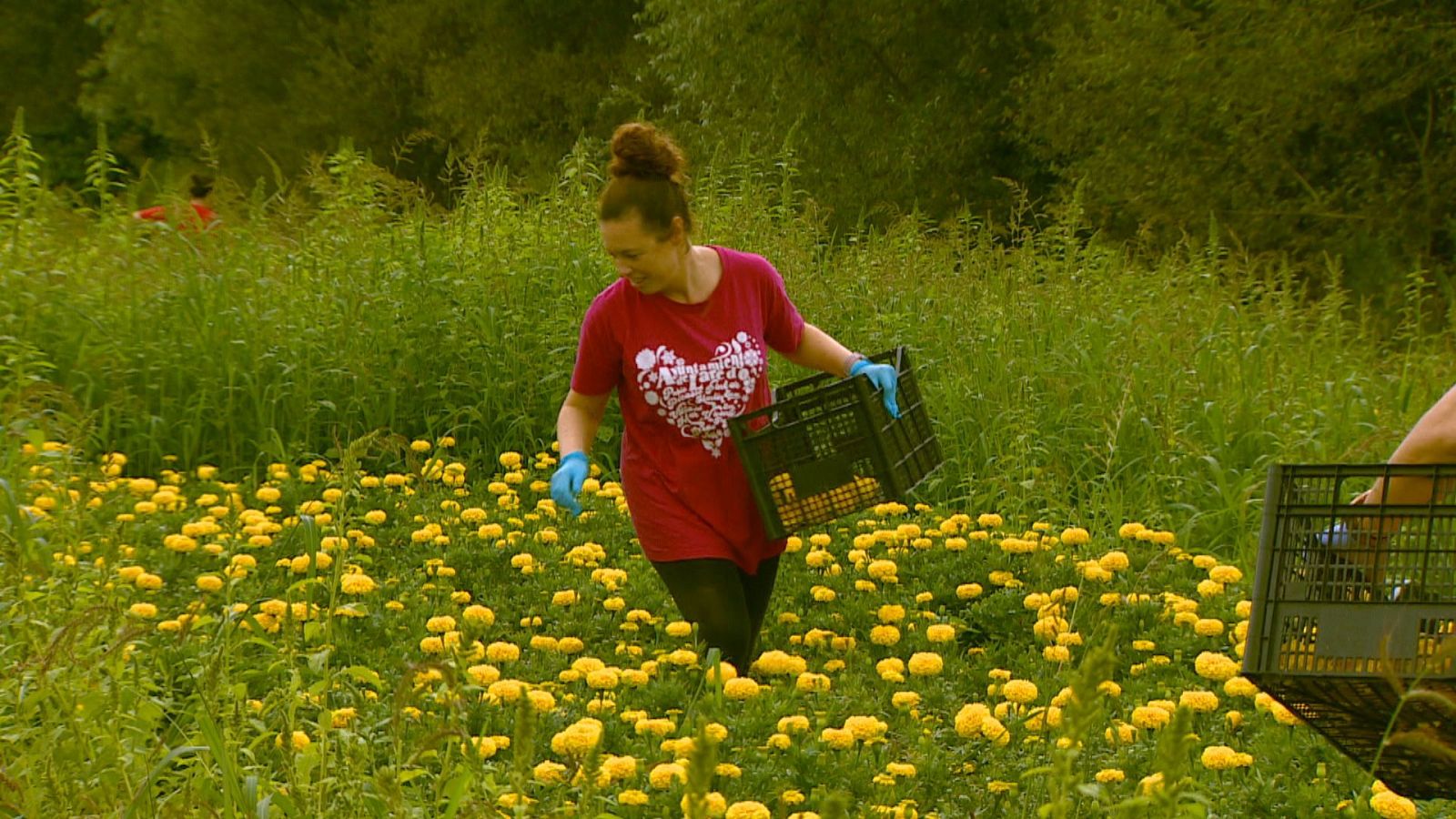 Mujer recolecta claveles amarillos en un campo, vestida con camiseta roja y guantes azules, mientras deposita flores en una caja verde.