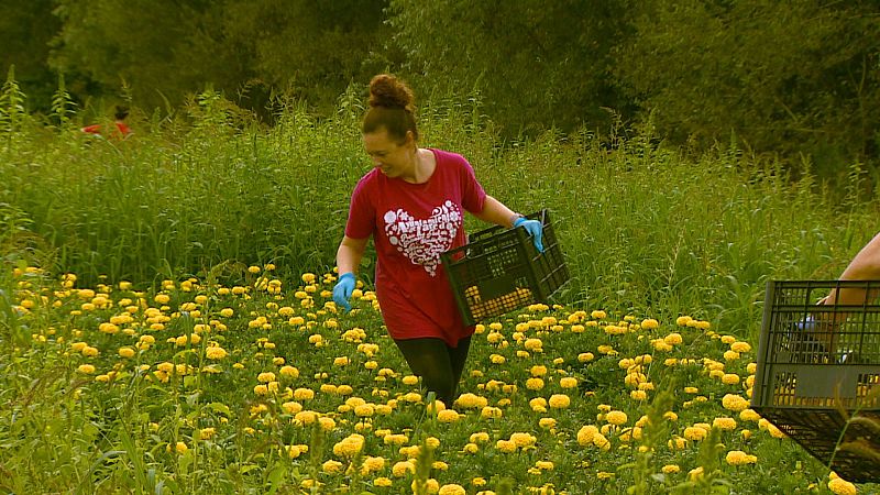 Mujer recolecta claveles amarillos en un campo, vestida con camiseta roja y guantes azules, mientras deposita flores en una caja verde.
