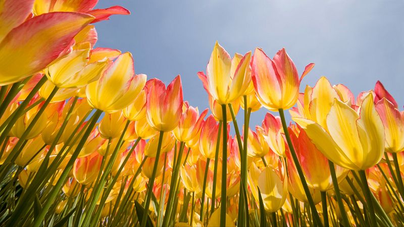 Un campo de tulipanes amarillos y anaranjados se extiende bajo un cielo azul despejado, creando una escena vibrante y colorida. La perspectiva desde abajo enfatiza la altura de los tallos y la abundancia de las flores.
