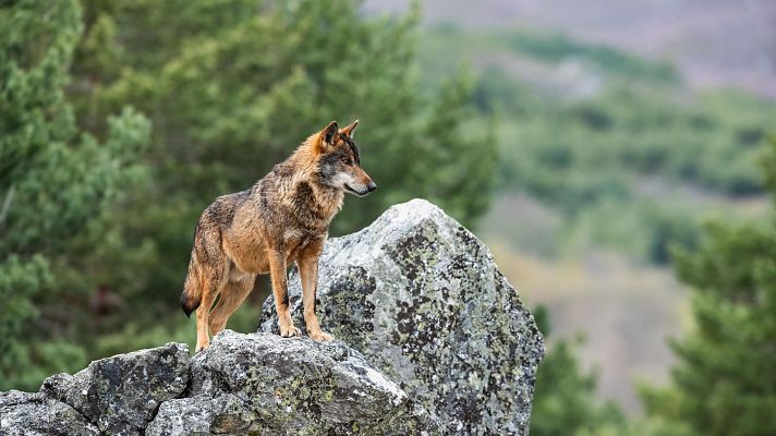 Noticias de Castilla y León - Acuerdo para mantener un equilibrio entre la caza del lobo y la actividad ganadera