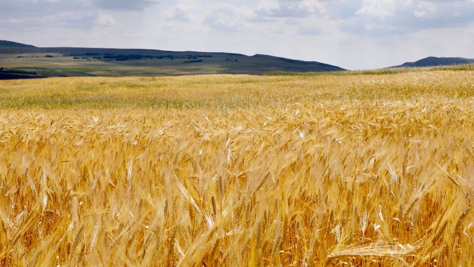 Honorato, un agricultor que lleva 40 años dedicado al cereal, testigo de cómo ha cambiado el campo - Noticias de Castilla y León | Ver