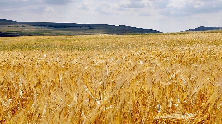 Noticias de Castilla y León - Protesta agricultores: "El cereal ya no es rentable en Castilla y León"