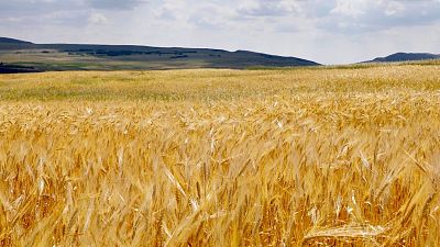 Campo de trigo.