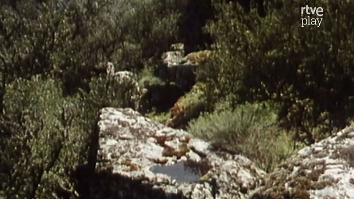 Naturaleza ibérica - Los surcos del tiempo: Monfragüe (II)