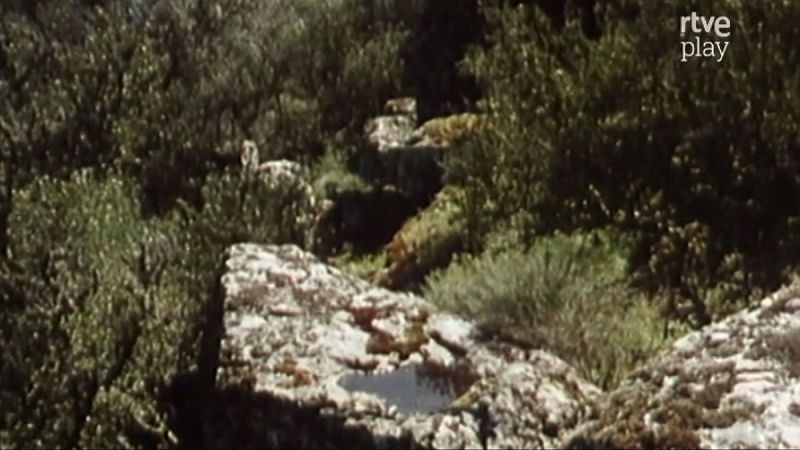 Paisaje rocoso y vegetaci�n mediterr�nea exuberante, con el logo "rtve play" en la esquina superior derecha.
