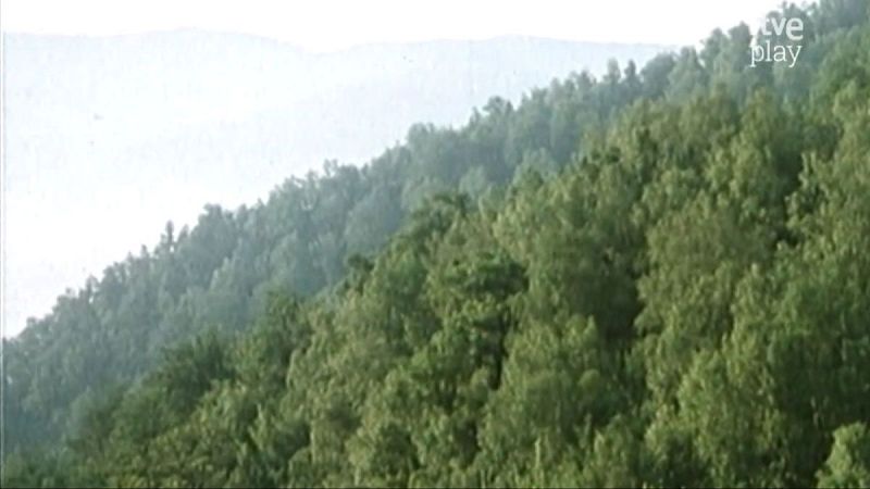 Extenso bosque verde en ladera monta�osa, con cielo brumoso arriba y logo "tve play" en esquina superior derecha.