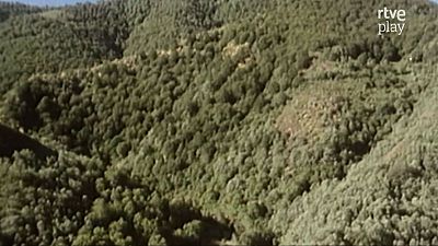 24 horas en el bosque: Muniellos (II)