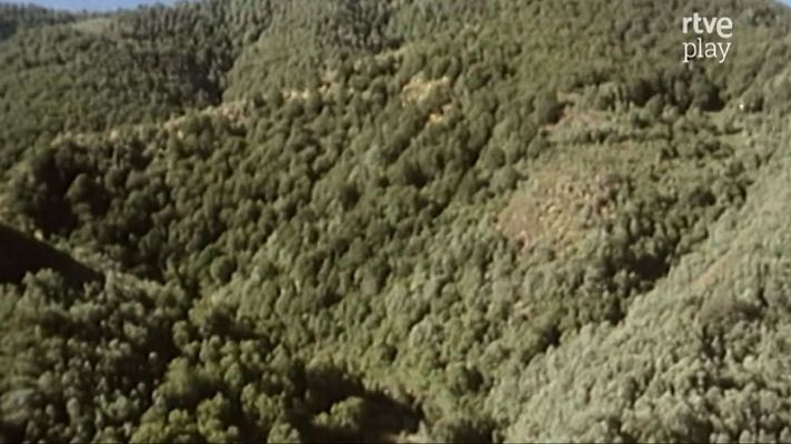 Naturaleza ibérica - 24 horas en el bosque: Muniellos (II)