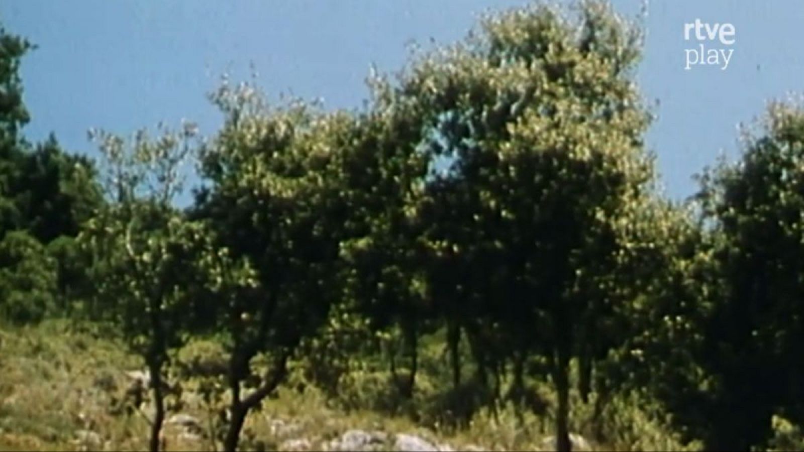 Paisaje de monte mediterráneo con vegetación densa y cielo azul. Se observa el logo 'rtve play' en la esquina superior derecha.