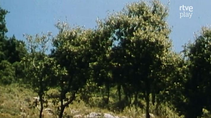 Naturaleza ibérica - El monte mediterráneo