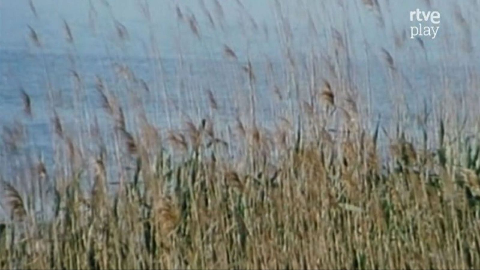 Paisaje de humedal con cañas altas y agua tranquila, bajo un cielo azul pálido. Logo "rtve play" en blanco en la esquina superior derecha.