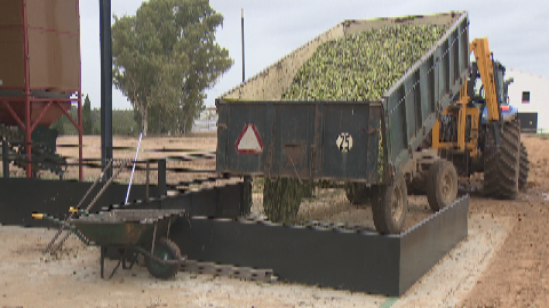 La Uni�n, vigilante en la campa�a de la aceituna - Noticias de Extremadura | Ver