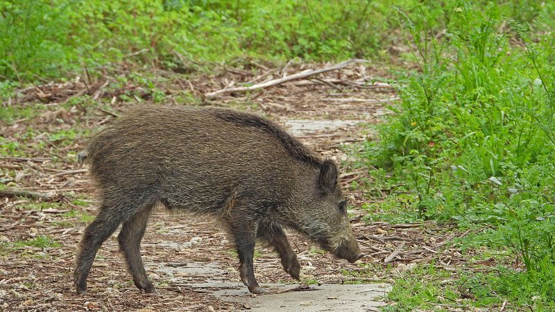 Galicia, en emergencia por exceso de jabalíes | Ver
