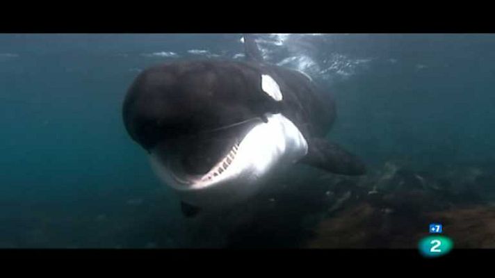 Grandes documentales - Orcas asesinas