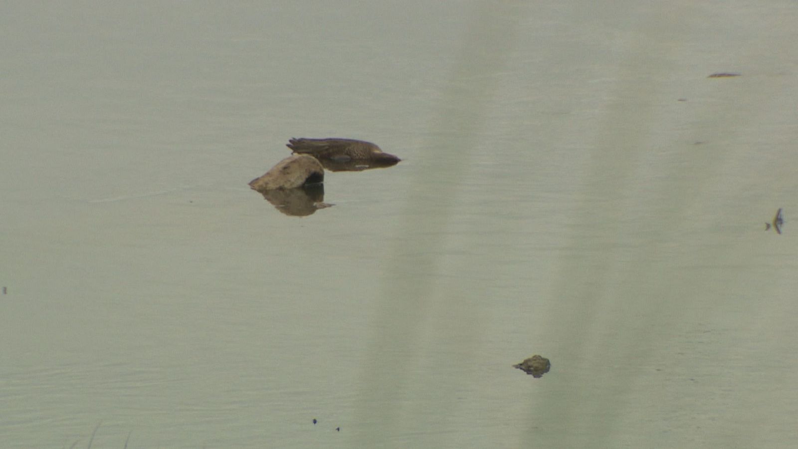 Aves muertas flotan en la tranquila Ría San Martín, con un objeto irregular parcialmente sumergido. La escena refleja un suceso ambiental.