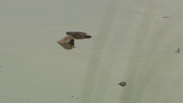 TeleCantabria - Se desconoce el motivo de la muerte de 44 aves en la Ría San Martín, en Suances