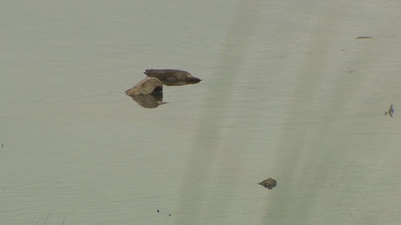 Aves muertas flotan en la tranquila Ría San Martín, con un objeto irregular parcialmente sumergido. La escena refleja un suceso ambiental.