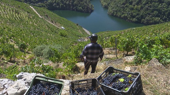 Telexornal - Galicia - Colleita abondosa na vendima da Ribeira Sacra