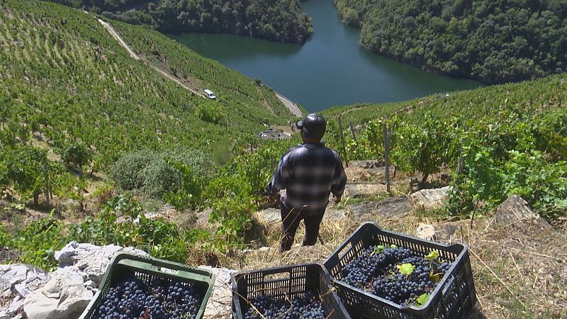 Vendima na Ribeira Sacra, Galicia, con caixas de uvas e unha persoa de costas en ladeiras empinadas. Ao fondo, río e montañas.