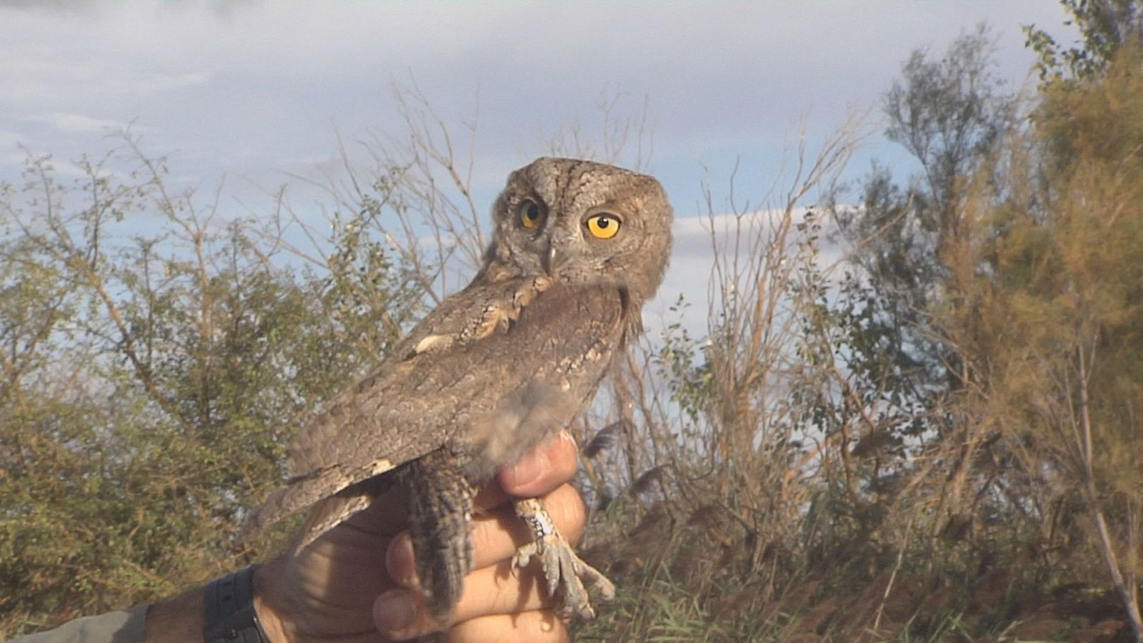 Curso de anillamiento de aves