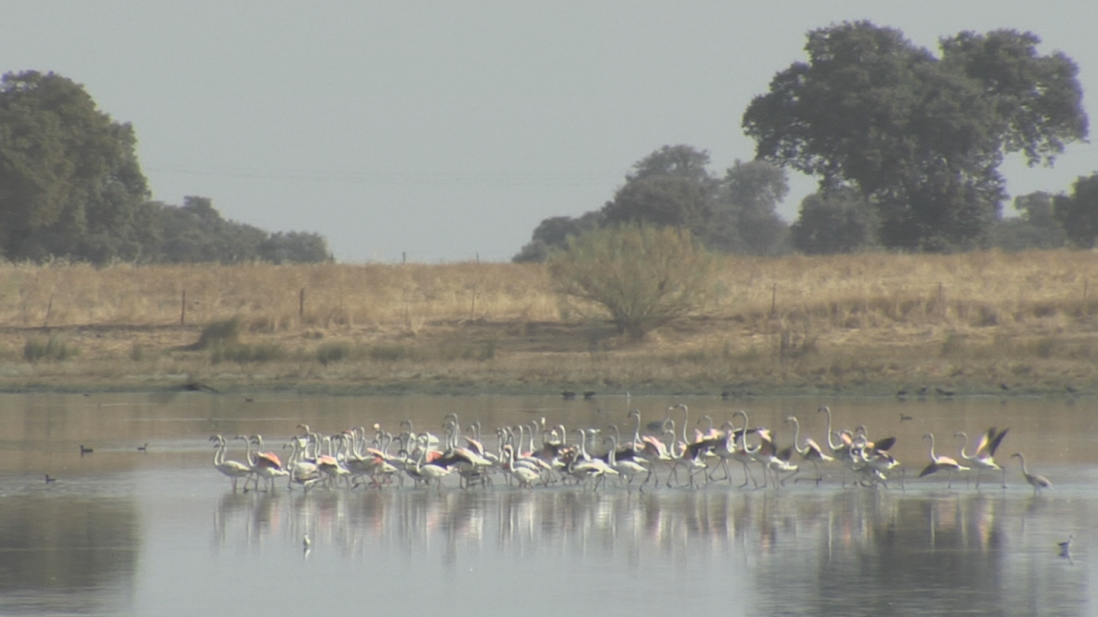 Los flamencos ya no están de paso en Extremadura - Noticias de Extremadura