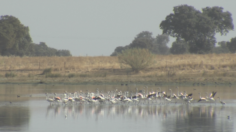 Los flamencos ya no están de paso en Extremadura - Noticias de Extremadura