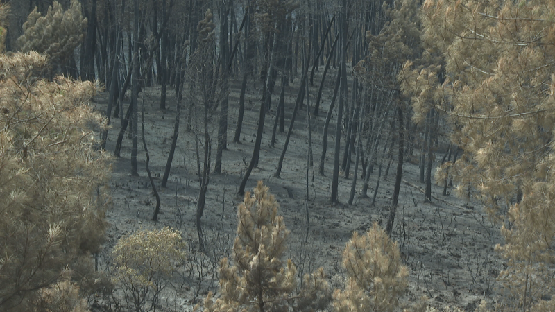 Paisaje forestal desolador tras un incendio, con árboles carbonizados y ceniza cubriendo el suelo. La vegetación en primer plano está seca y chamuscada.