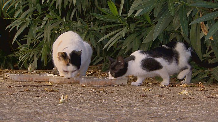 Noticias de Castilla y León - Asociaciones felinas muestran su descontento por el incumplimiento de la Ley de Bienestar Animal