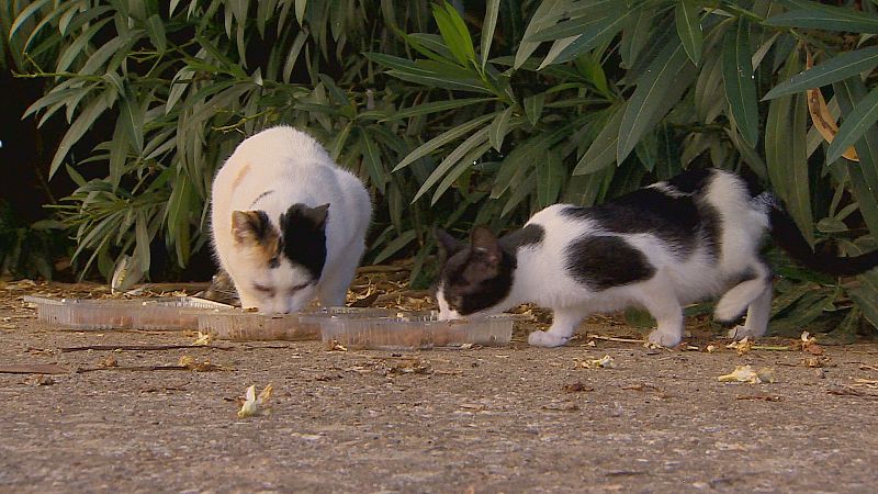 Gatos callejeros