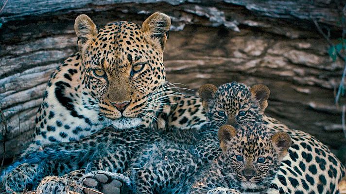 Somos Documentales - Mashatu. Tierra de leopardos
