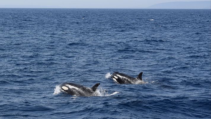  - Disparan a la orca Toñi, la más longeva de la Península Ibérica