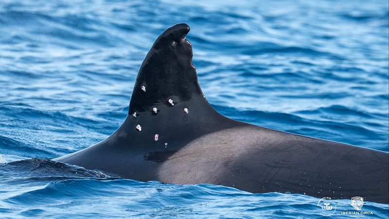 Toñi, con marcas de perdigones, el pasado 11 de agosto en el estrecho de Gibraltar