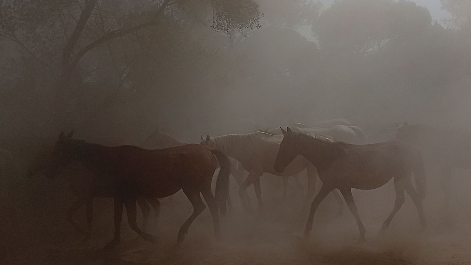Manada de yeguas y potros en movimiento, levantando polvo en la Recogida de las Yeguas en Hinojos, Huelva. Predominan caballos oscuros, con uno claro destacado. Atmósfera ocre y dinámica.
