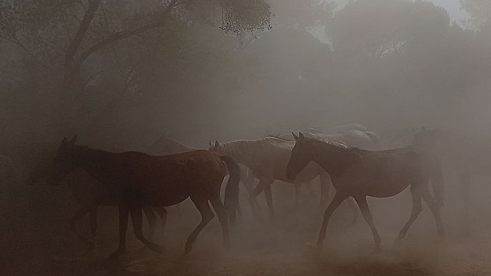 Noticias Andalucía - La Recogida de las Yeguas de Hinojos muestra la vigencia de la ganadería tradicional en Doñana