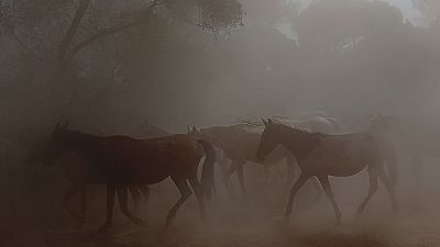 Manada de yeguas y potros en movimiento, levantando polvo en la Recogida de las Yeguas en Hinojos, Huelva. Predominan caballos oscuros, con uno claro destacado. Atm�sfera ocre y din�mica.