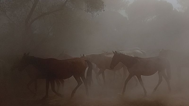 Manada de yeguas y potros en movimiento, levantando polvo en la Recogida de las Yeguas en Hinojos, Huelva. Predominan caballos oscuros, con uno claro destacado. Atmósfera ocre y dinámica.