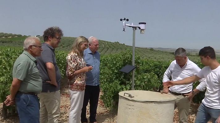Noticias Andalucía - El hongo Mildiu a raya con la IA y la Universidad de Córdoba para proteger los viñedos