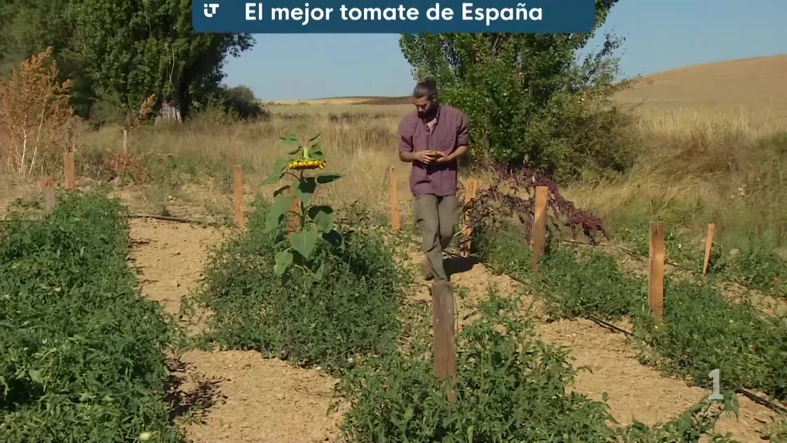 mejor tomate