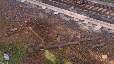 Pol�mica en Ourense por unha talla de �rbores � beira da v�a do tren