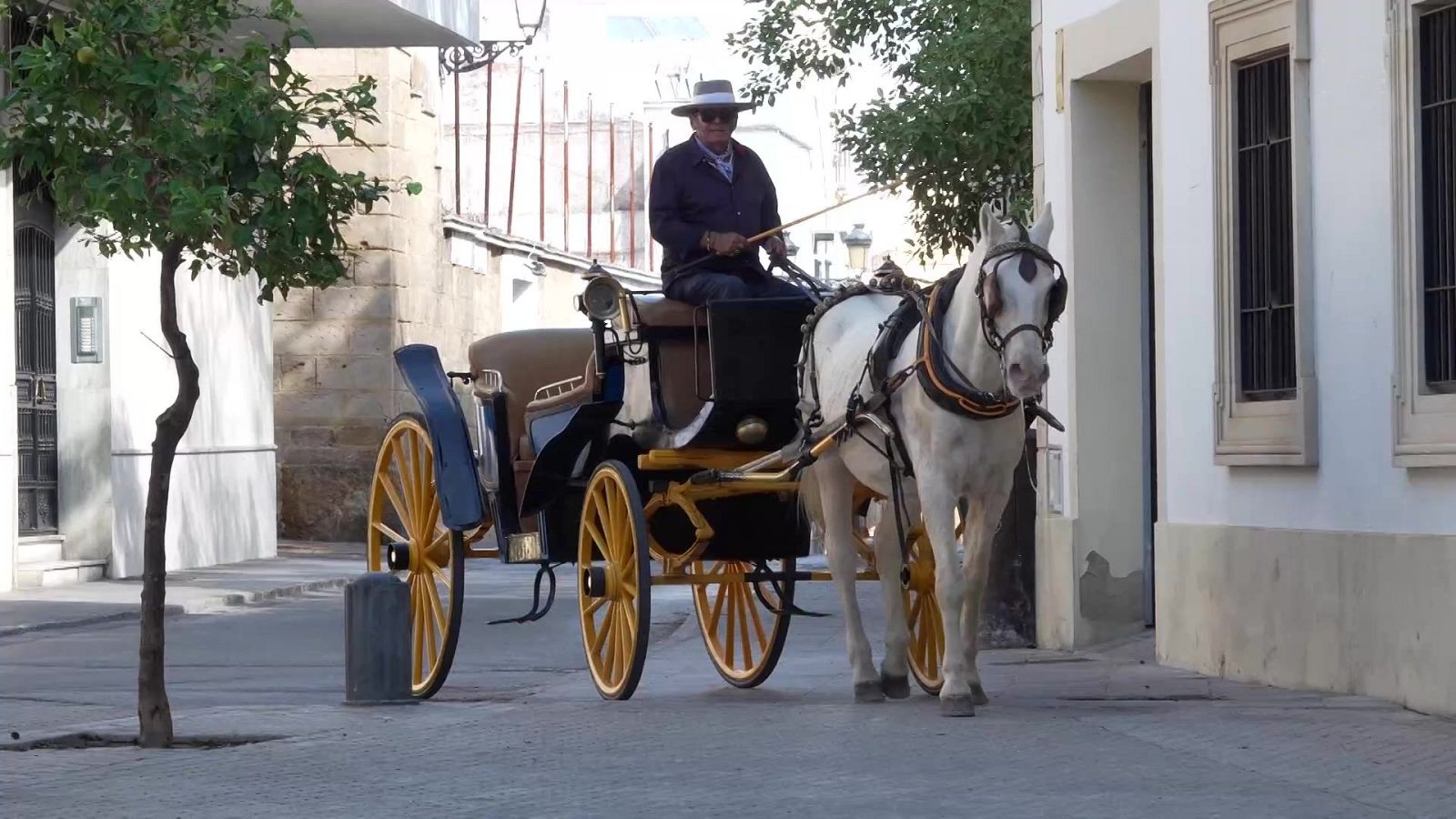 Carruaje clásico con caballo blanco y conductor con sombrero avanza por calle soleada flanqueada por edificios tradicionales.