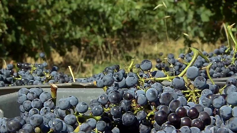Racimos de uva recogidos frente a viñedos.
